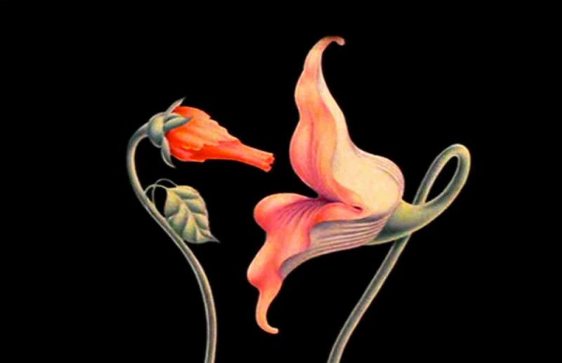 Pink Floyd The Wall Alan Parker Director, Writer, Producer